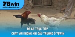 đá gà trực tiếp
